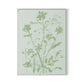 Sage Cosmos Canvas Floater Framed / 24 x 32 in / White